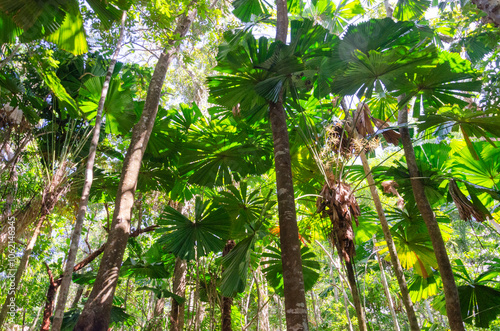 
Tropical rainforest in Daintree River National Park in Queensland, Australia. 