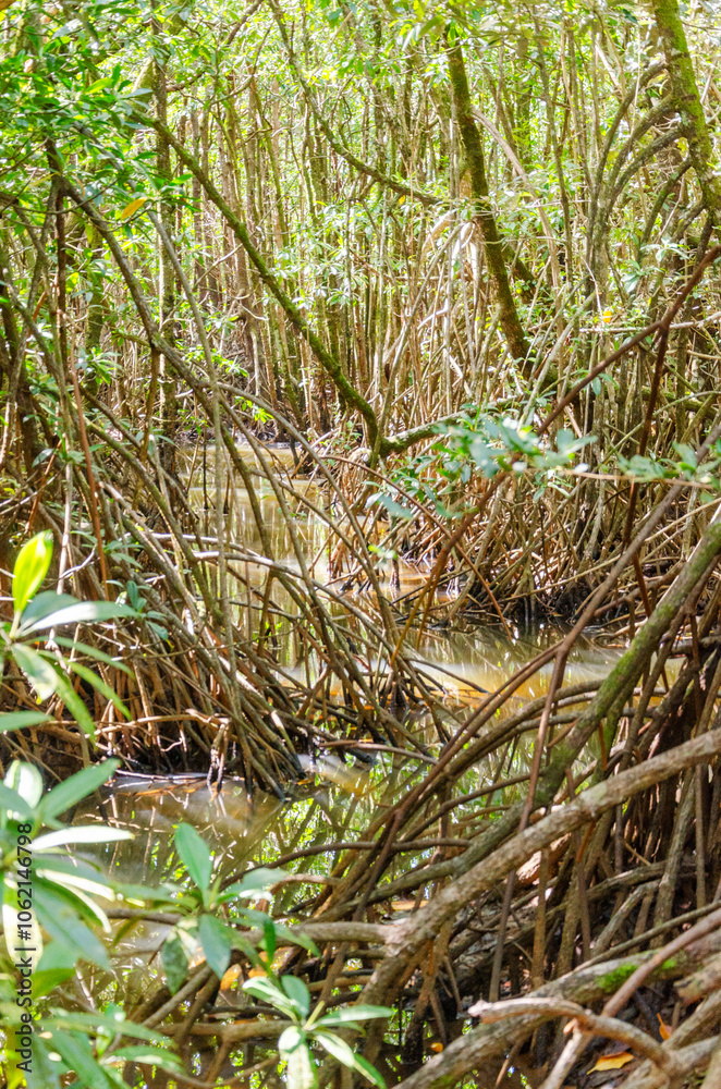 Tropical rainforest in Daintree River National Park in Queensland, Australia.
Tropical rainforest in Daintree River National Park in Queensland, Australia.