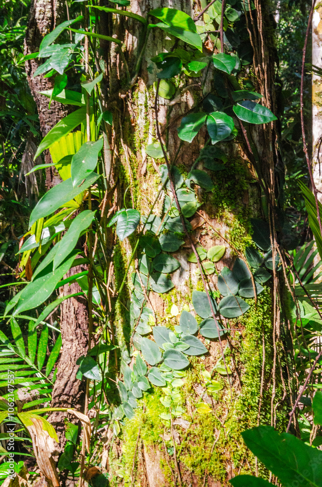 Tropical rainforest in Daintree River National Park in Queensland, Australia.