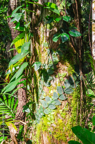 Obraz na płótnie
Tropical rainforest in Daintree River National Park in Queensland, Australia. w salonie