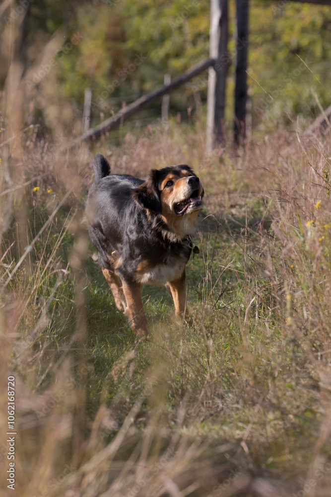 Bernese Mountain Dog-Border Collie-Sheperd Mix runningin autumnal grass Bernese Mountain Dog-Border Collie-Sheperd Mix runningin autumnal grass