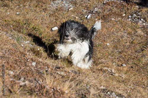 Schapendoes-PON Mix running in autumnal colored meadow