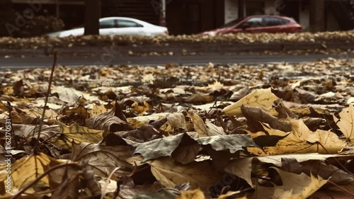 4K Close-up of Autumn Leaves with Traffic Passing in Background at Parc La Fontaine, Montreal