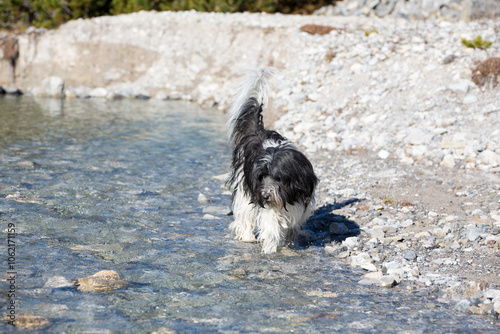 Schapendoes-PON Mix playing in a mountain river photo