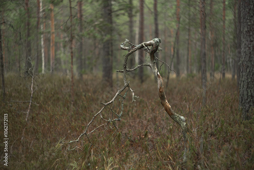 A branch with bark and lichen in the forest.The old swamp.Pine trees on the upper marshes.An impenetrable forest.