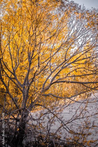 Tree branches against white sand and orange leaves