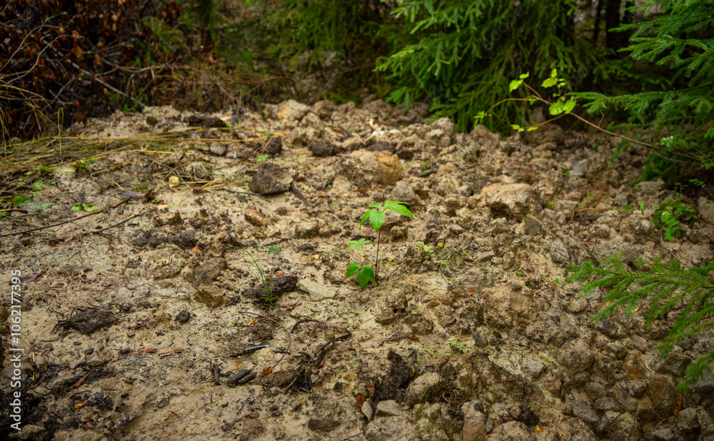 Clay soil in the forest.Extraction of natural clay. Clay soil in the forest.Extraction of natural clay.