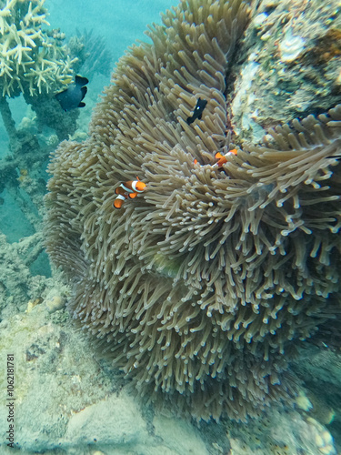 Clownfisch in einer Anemone