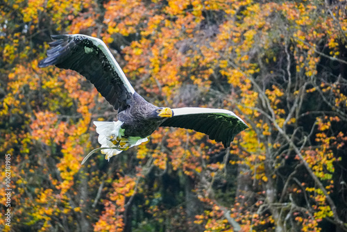 Russischer Riesenseeadler