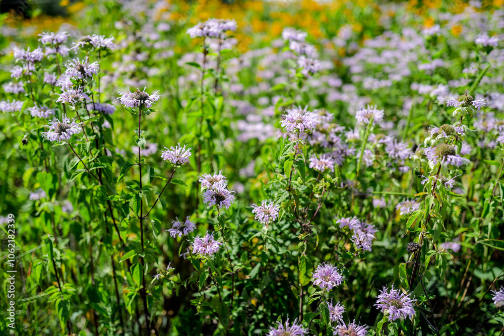 Lavender wildflowers growing wild in Cuyahoga National Park Ohio Lavender wildflowers growing wild in Cuyahoga National Park Ohio