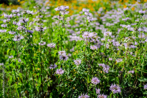 Lavender wildflowers growing wild in Cuyahoga National Park Ohio