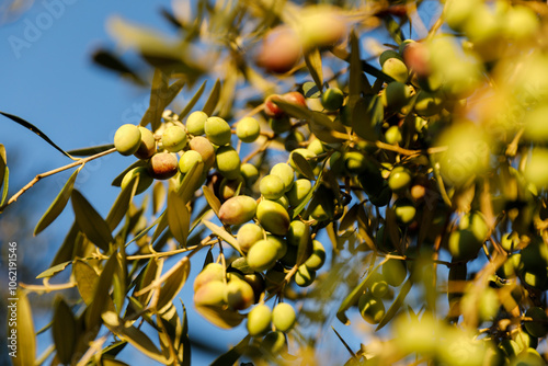 Olives o the tree ready for harvesting. Sunet golden light