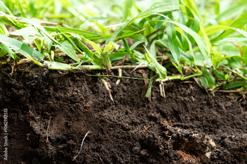 Grass root in ground cut