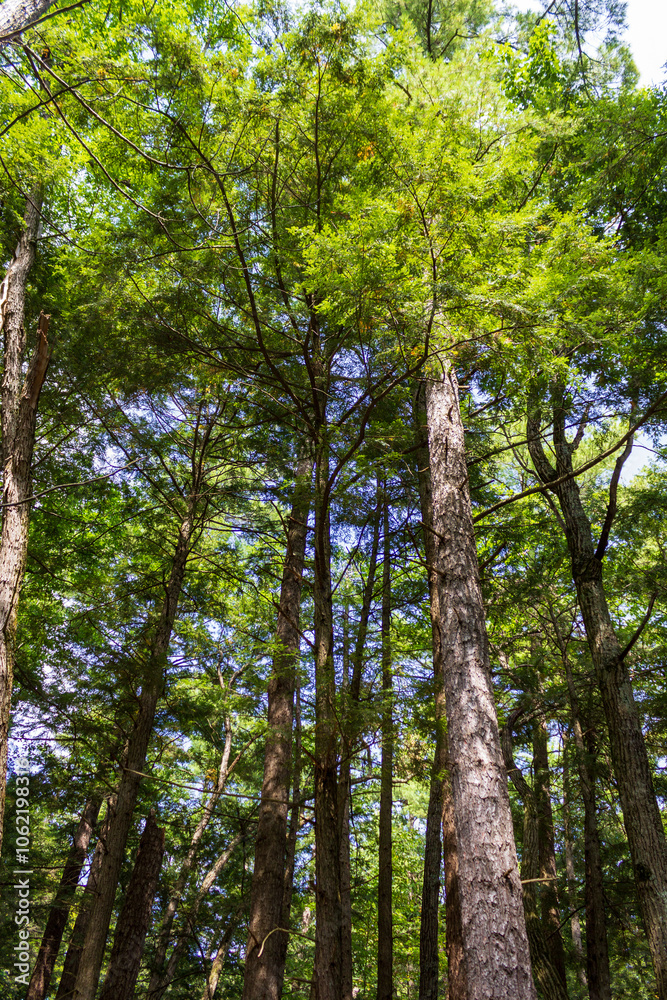 Fototapeta premium Tall Evergreen Trees Reaching Towards the Clear Sky