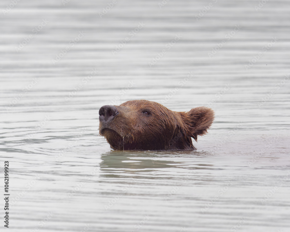 Close-up photo of an Alaskan Brown Bear swimming in Big River Lakes, Alaska, USA Close-up photo of an Alaskan Brown Bear swimming in Big River Lakes, Alaska, USA
