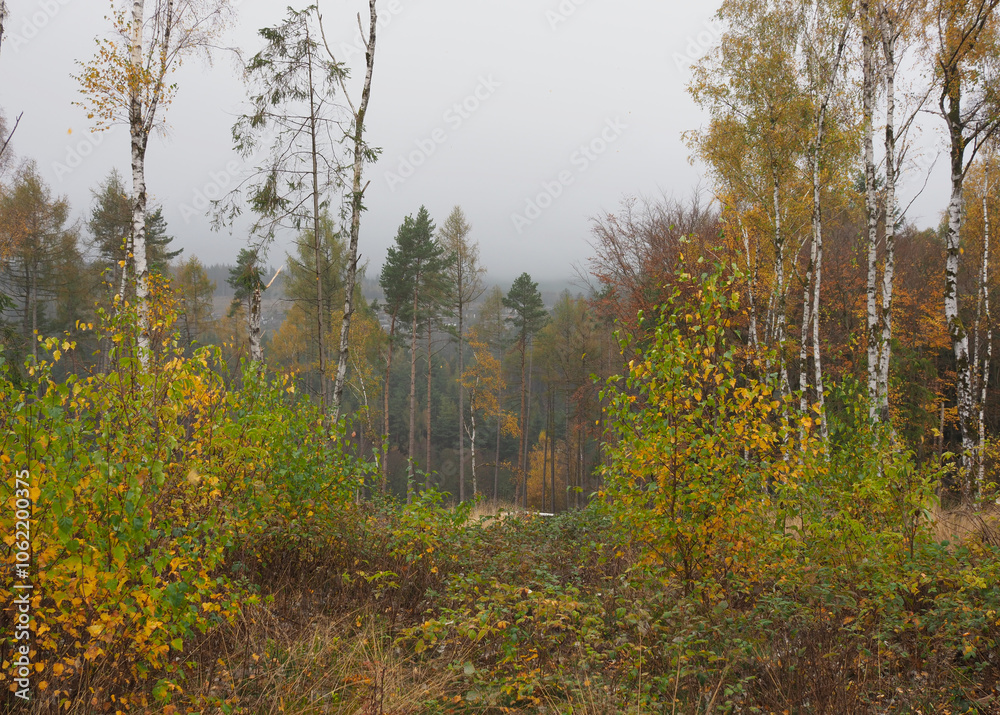 Herbstwald mit vielen bunten Laub der Birken Herbstwald mit vielen bunten Laub der Birken