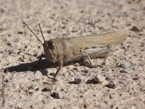 The Egyptian locust (Anacridium aegyptium), male sitting on a pavement