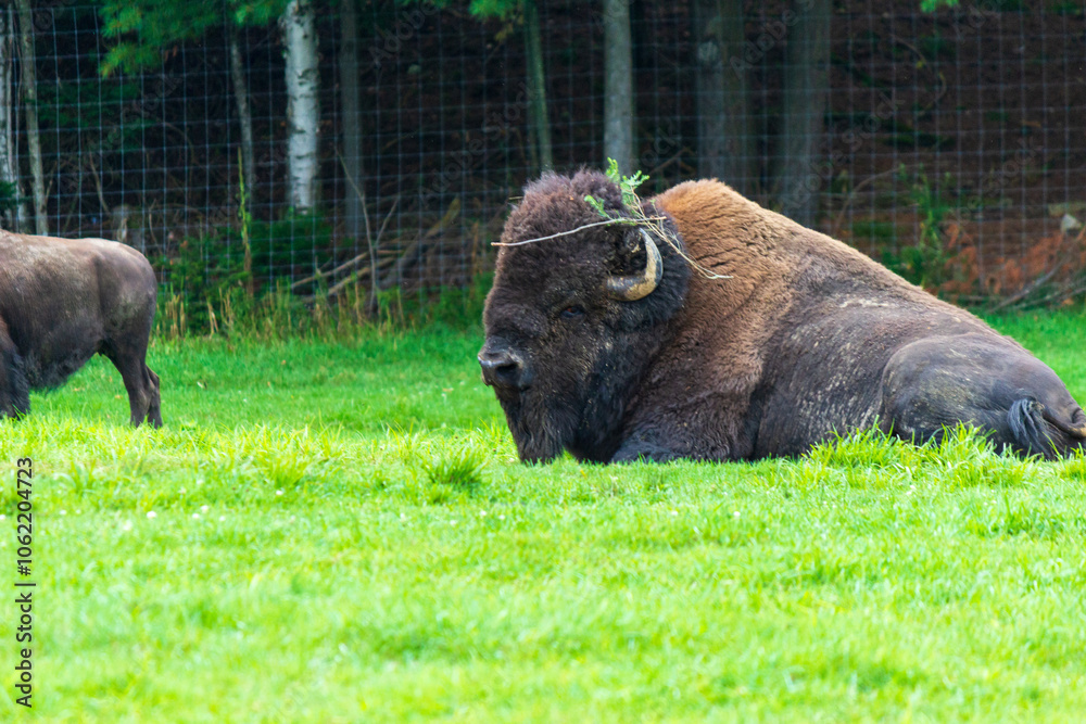 Peaceful Bison Resting in Lush Green Field at Parc Omega Peaceful Bison Resting in Lush Green Field at Parc Omega