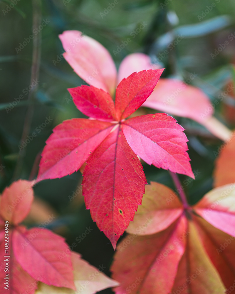 red leaves red leaves
