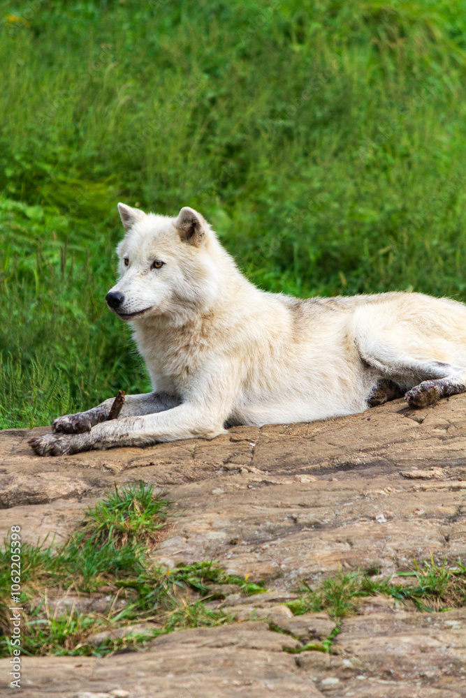 Obraz premium Majestic Arctic Wolf Resting on a Rock in Nature