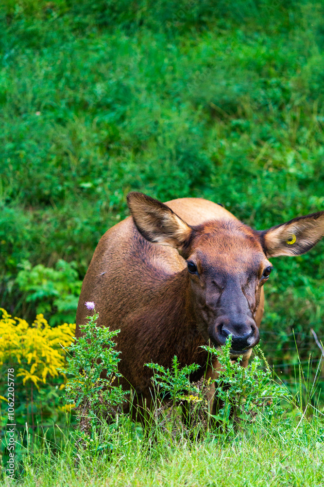 Young Elk Grazing in a Lush Green Meadow Field Young Elk Grazing in a Lush Green Meadow Field