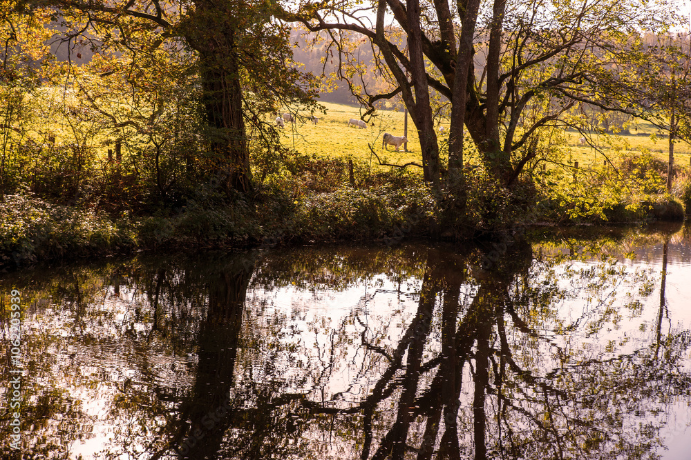 Trees reflected in the water with a cow in a meadow in the background Trees reflected in the water with a cow in a meadow in the background