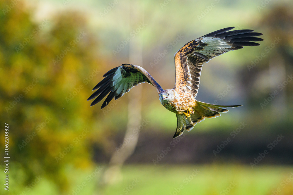 Fototapeta premium Red Kite, Milvus milvus, bird in flight