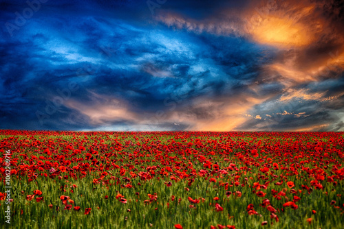 Dramatic moody sky over a field of red poppies at sunset, San Giuliano Nuovo, Alessandria, Piedmont, Italy photo