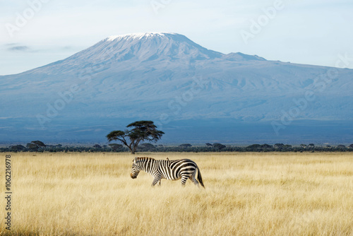 Canvas Print Zebra with beautiful background of Mount Kilimanjaro at Amboseli National Park Kenya