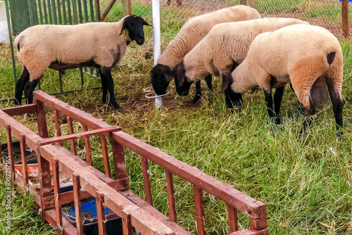 A group of Suffolk sheep were starting in the little pen, on the farm in Brazil photo