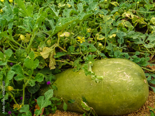 Watermelon (Citrullus lanatus var.citroides) of the forage variety is widely used in arid and semi-arid climate areas, on a farm in northeastern Brazil photo