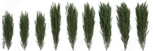 Bilde på lerret Ilex crenata shrub flowering plant isolated png on a transparent background perf