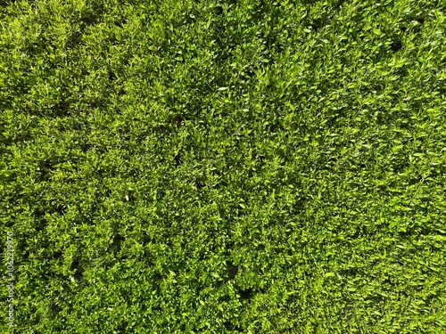 Green wall horizontal