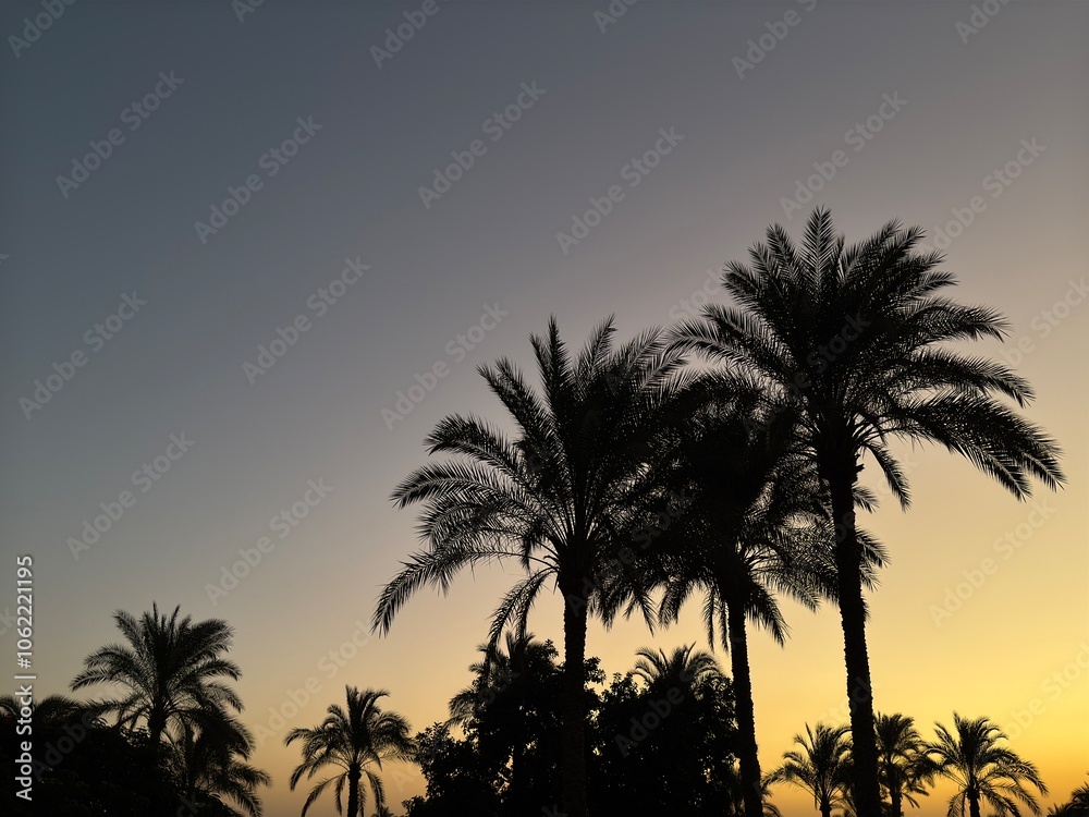 Palm tree silhouette