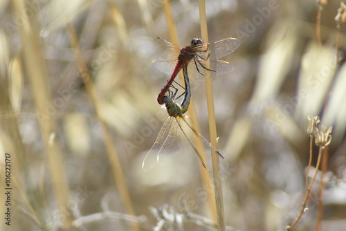 Dragonfly copulates clinging to straw