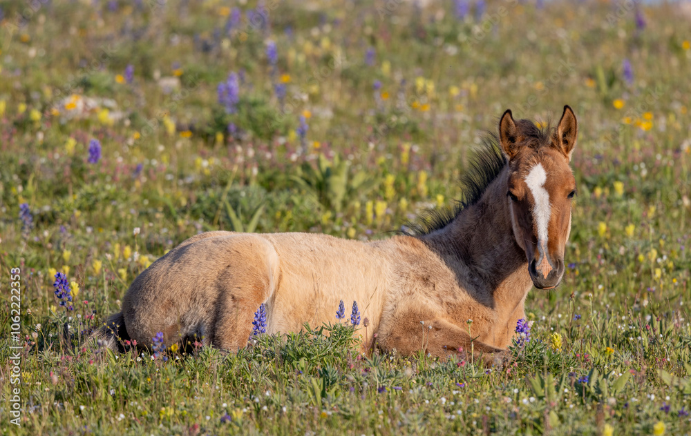 Wild Horse in Summer in the Pryor Mountains Montana Wild Horse in Summer in the Pryor Mountains Montana