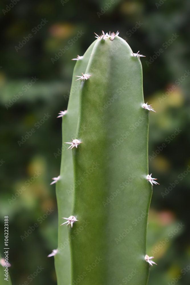 Cactus Cactus