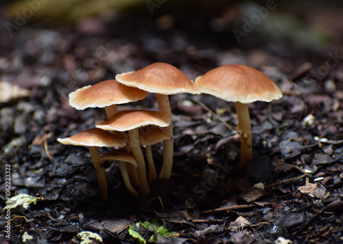 Reino fungi