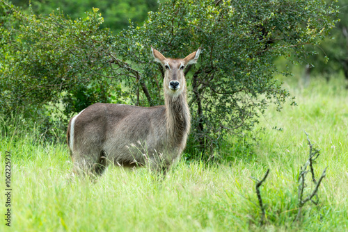 Cobe à croissant , Waterbuck,  Kobus ellipsiprymnus, Parc national du Pilanesberg, Afrique du Sud photo