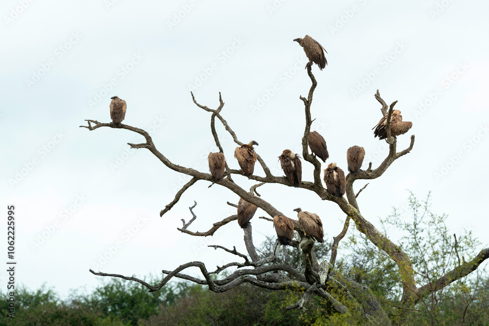 Vautour africain,.Gyps africanus, White backed Vulture, Parc national Kruger, Afrique du Sud Vautour africain,.Gyps africanus, White backed Vulture, Parc national Kruger, Afrique du Sud