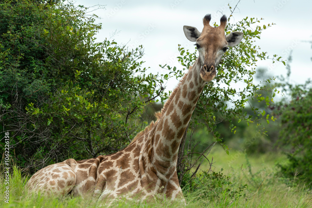 Fototapeta premium Girafe , Giraffa camelopardalis giraffa, Parc national Kruger, Afrique du Sud