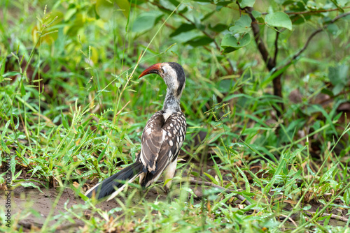 Calao à bec rouge,.Tockus erythrorhynchus,  Northern Red billed Hornbill, photo