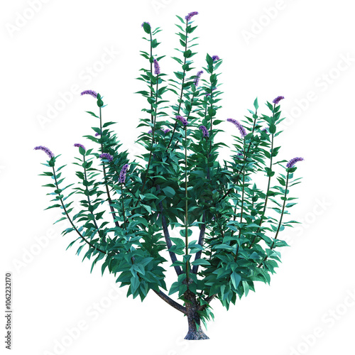A big blooming bush of summer lilac, Buddleja davidii, with light pale purple flowers. 3D illustration on isolated background.	
