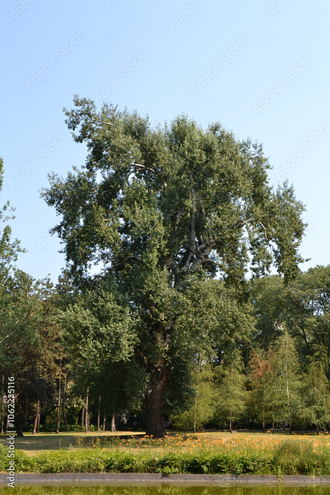 Fototapeta premium Trees in the park