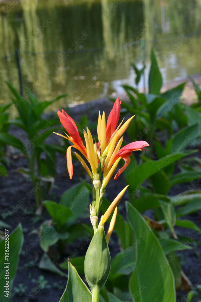 Obraz premium Red and yellow flower