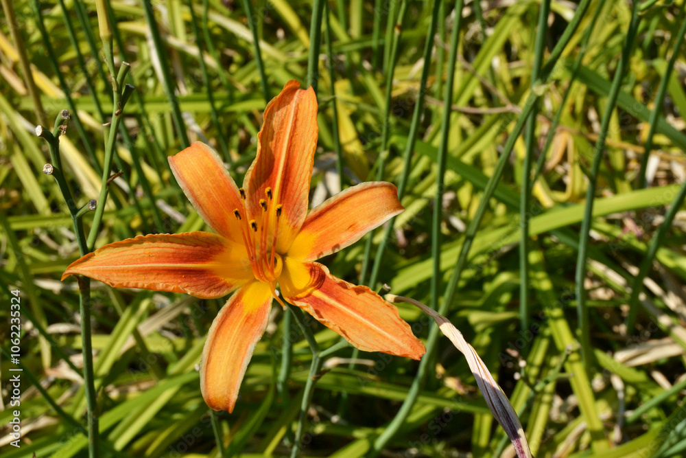 Fototapeta premium Orange lily in the garden