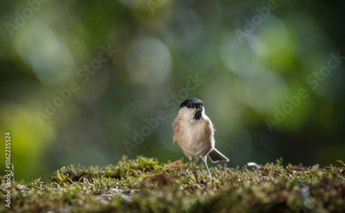 Closeup of bird resting on the ground in the autumn sunlight with bokeh bacground photo