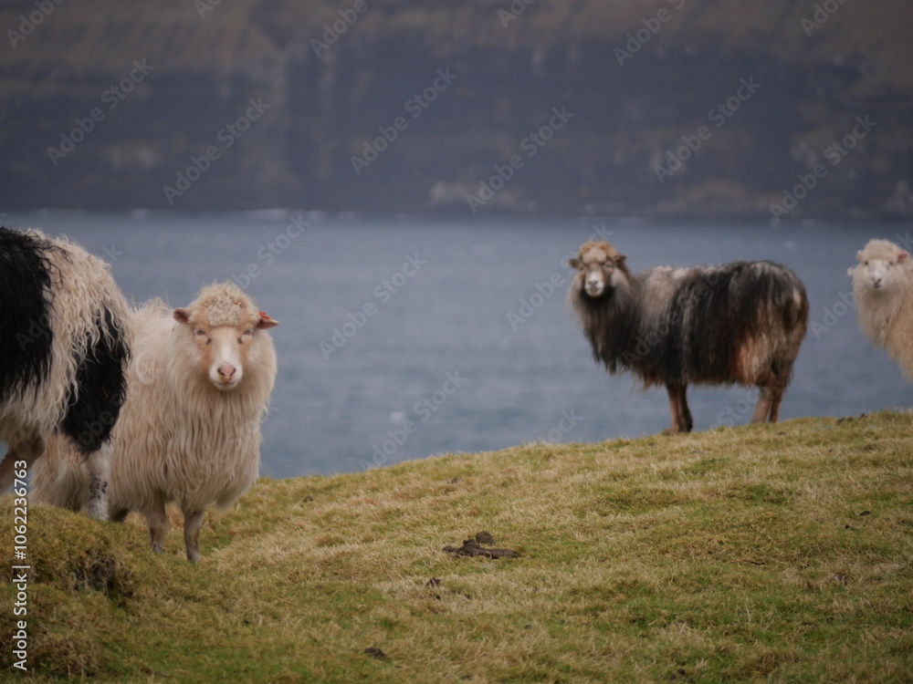 Fototapeta premium Faroe Islands - Sheep