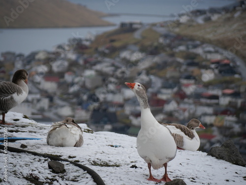 Faroe Islands - Goose photo