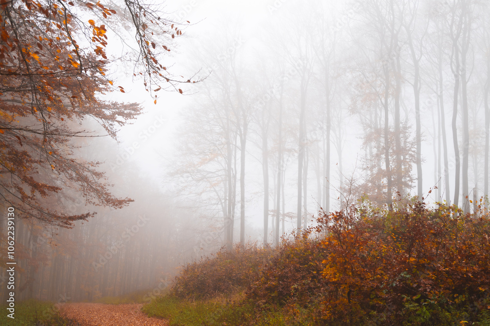 Obraz premium Autumn in the forest landscape with trees in fog foggy weather